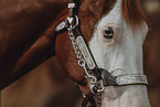 Warmblut