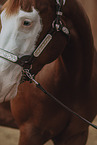 Warmblut