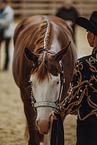 Warmblut