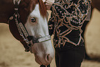 Warmblut