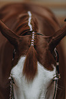 Warmblut
