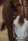Warmblut