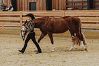 Warmblut