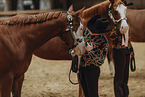 Warmblter