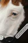 Warmblut