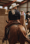 Warmblut