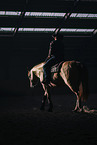 Warmblut