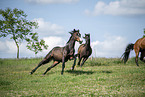 Warmblut strzt auf Koppel