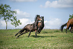 Warmblut strzt auf Koppel