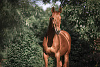 Warmblut