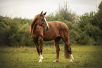 Warmblut Stute
