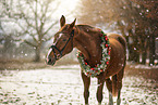 Warmblut
