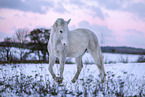 Warmblut