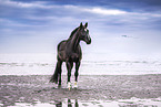 Warmblut