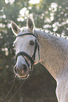 Warmblut