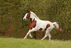 Warmblut