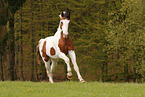 Warmblut