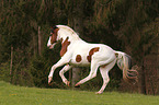 Warmblut