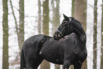 Warmblut
