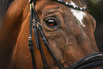 Warmblut