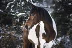 Warmblut