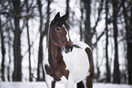 Warmblut