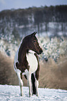 Warmblut