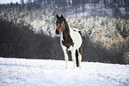 Warmblut