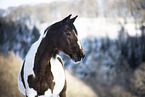 Warmblut