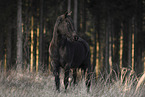 Warmblut