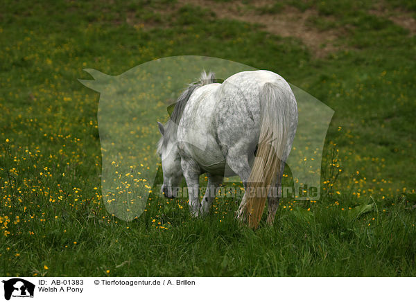 Welsh A Pony / Welsh A Pony / AB-01383