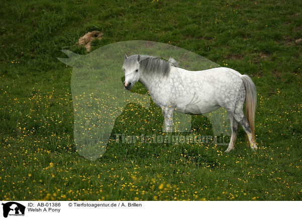 Welsh A Pony / AB-01386
