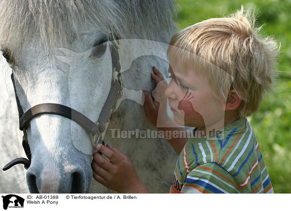 Welsh A Pony / Welsh A Pony / AB-01388