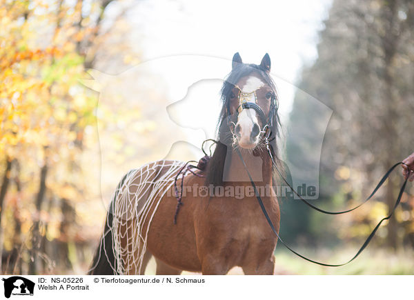 Welsh A Portrait / Welsh A Portrait / NS-05226