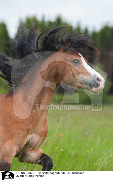 Quarter Horse Portrait / Quarter Horse Portrait / NS-05373