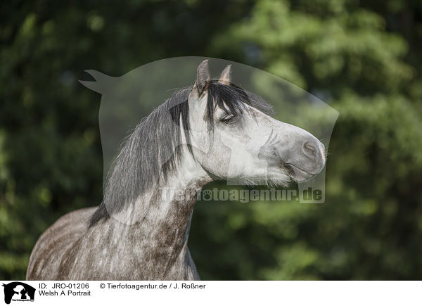 Welsh A Portrait / Welsh A portrait / JRO-01206