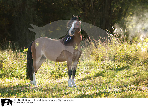 stehender Welsh A / standing Welsh A / NS-05635