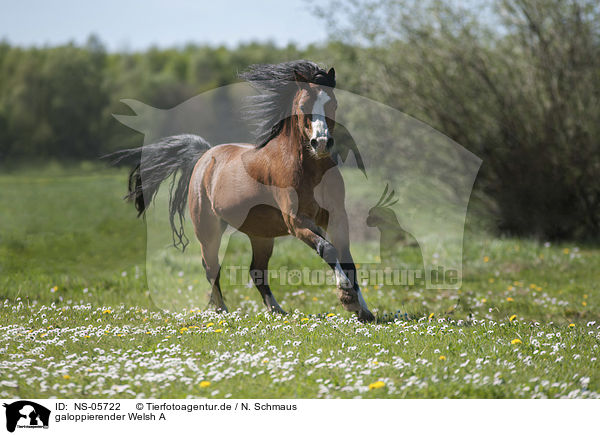 galoppierender Welsh A / galloping Welsh A / NS-05722