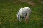 Welsh A Pony