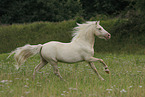 Welsh A