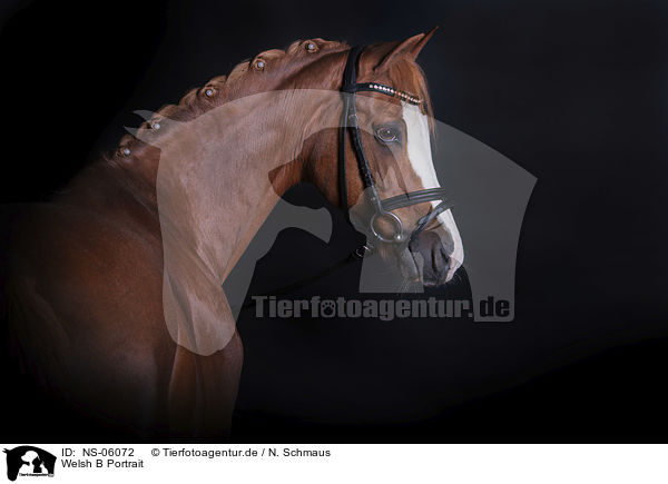 Welsh B Portrait / Welsh B portrait / NS-06072