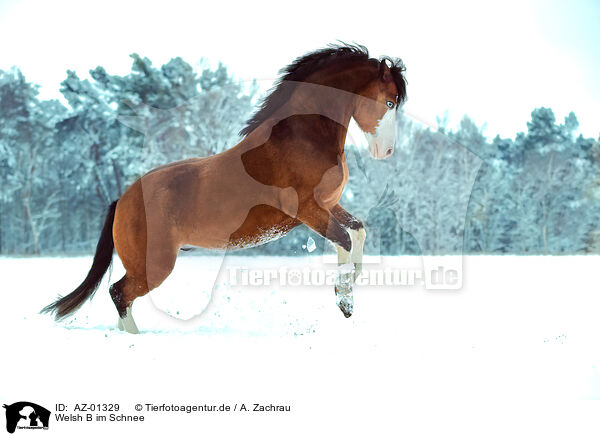 Welsh B im Schnee / AZ-01329