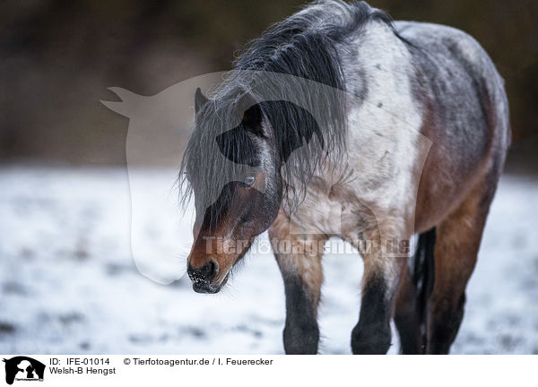 Welsh-B Hengst / Welsh-B stallion / IFE-01014