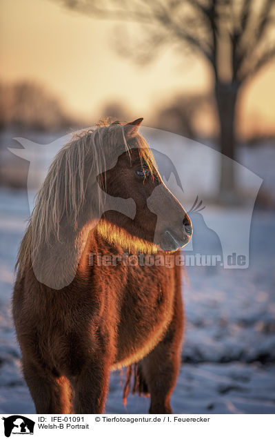 Welsh-B Portrait / Welsh-B Portrait / IFE-01091