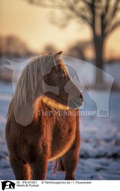 Welsh-B Portrait / IFE-01091