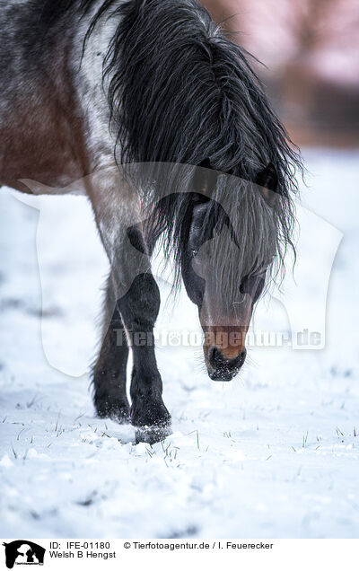 Welsh B Hengst / Welsh B stallion / IFE-01180