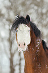 Welsh B im Schnee