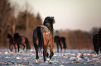 Welsh B Ponys