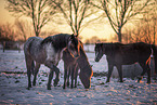 Welsh B Ponys