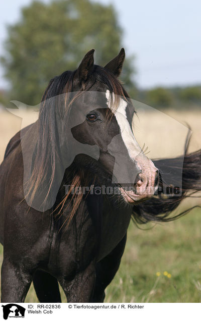 Welsh Cob / Welsh Cob / RR-02836